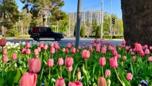 Душанбе ғарқи гули лола шуд. Суратгузориш